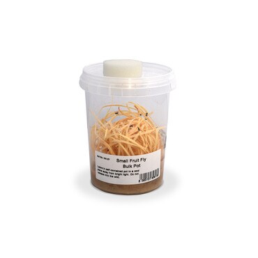 Bulk Pot of Small Fruit Flies